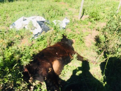 Vaca