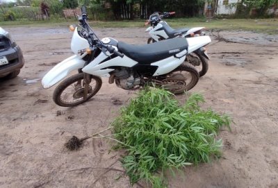 planta