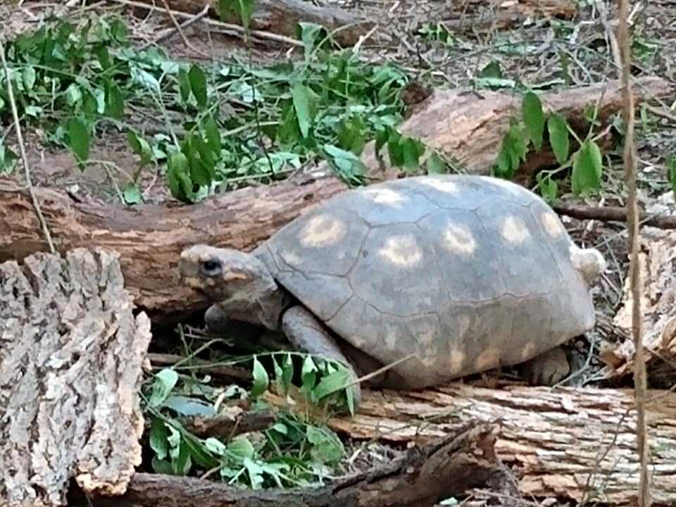 tortuga