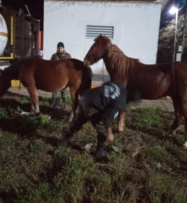 caballos sueltos