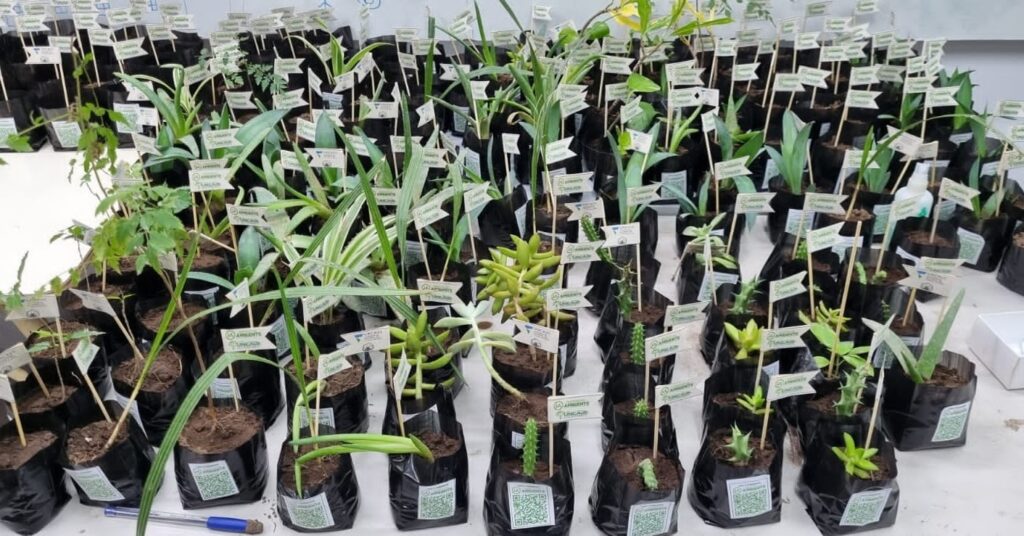 plantin