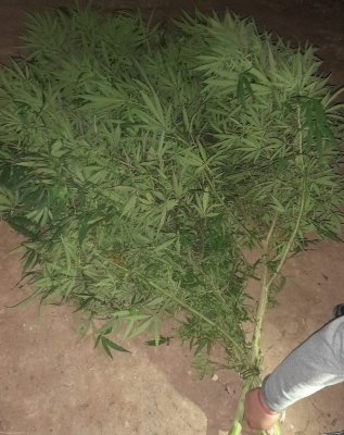 plantas