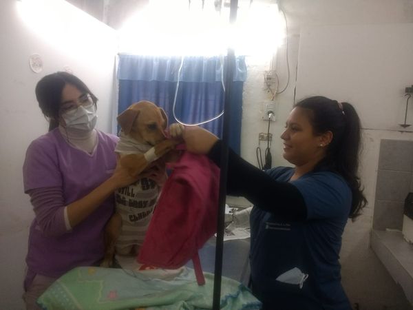 veterinaria municipal