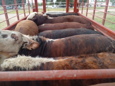 animales