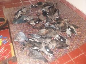 aves