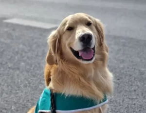 perro