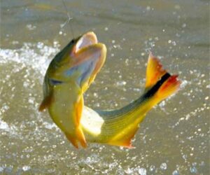 pesca-del-dorado