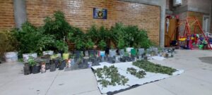 plantacion