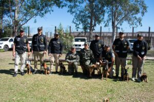 cachorros
