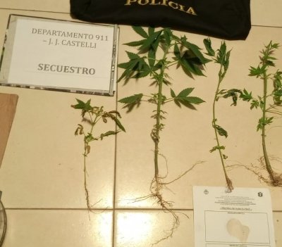 plantitas