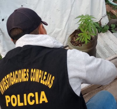 plantitas
