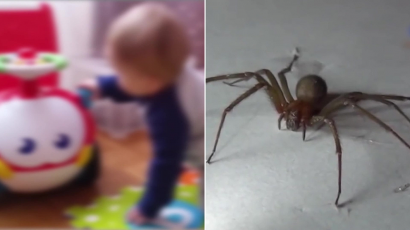 BEBE ARAÑA