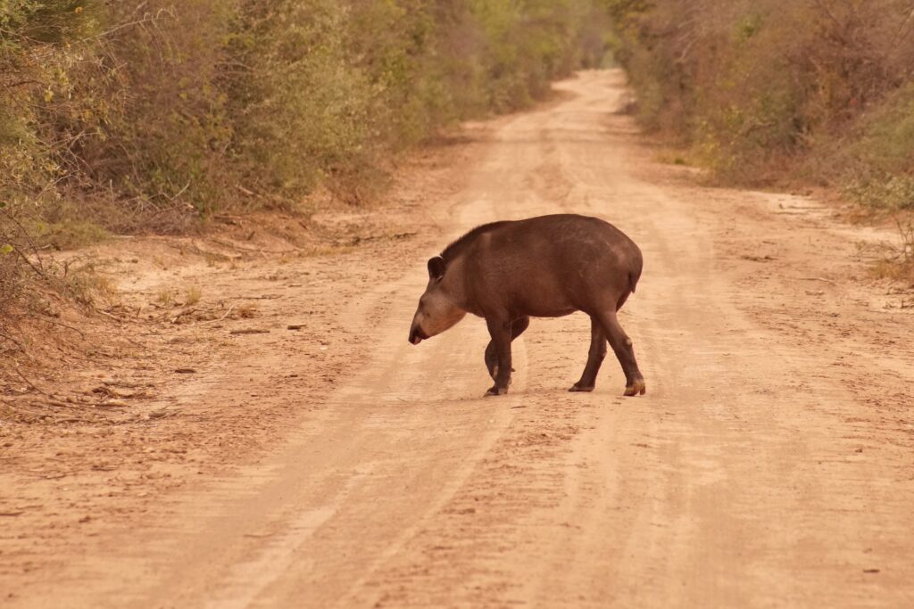 Tapir3