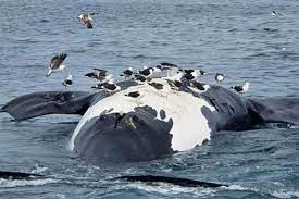 ballenas