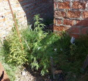 plantitas