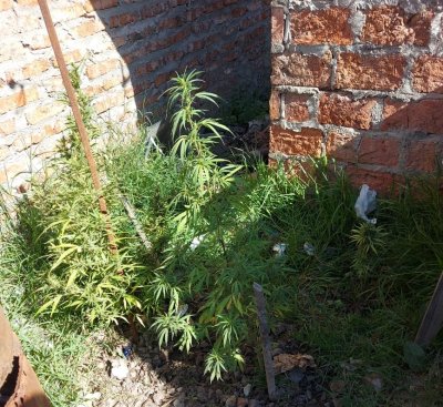 plantitas