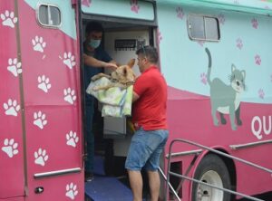 Castración perros