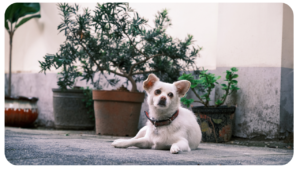 perrito