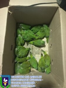 cotorras