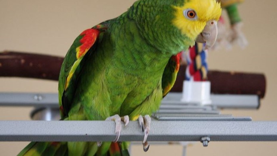loro