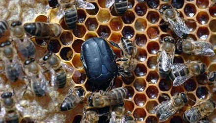 apicultura pequeño escarabajo