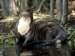 nutria