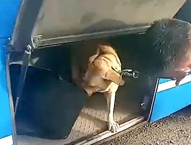 perro droga