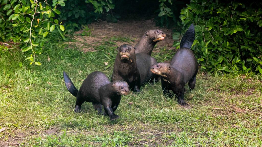 nutria