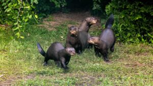 nutria