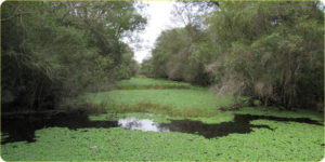 parque chaco