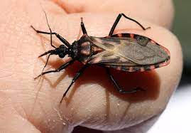 chagas