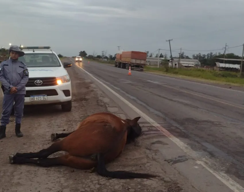 caballo