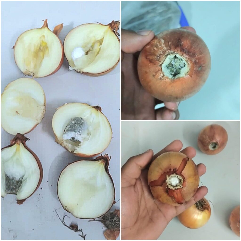 cebollas