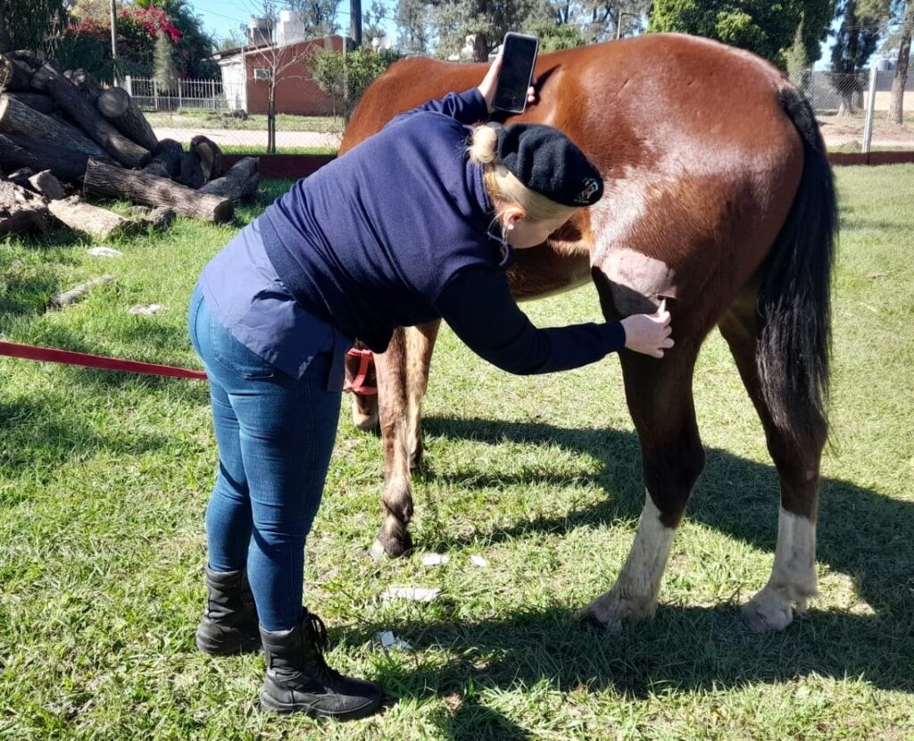 equino