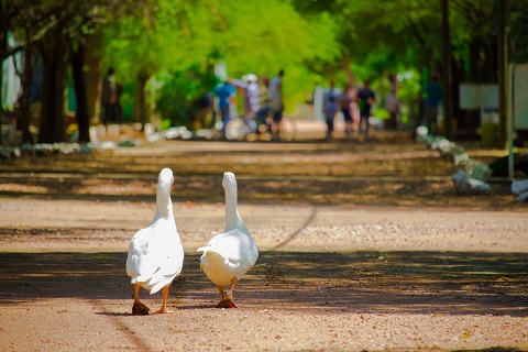 zoo pato