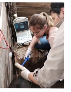 veterinaria