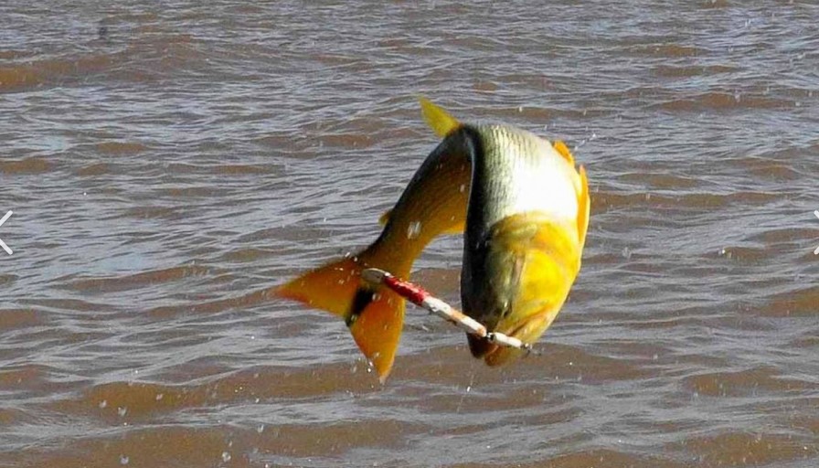 dorado