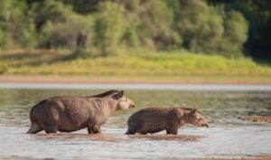 parque el impenetrable