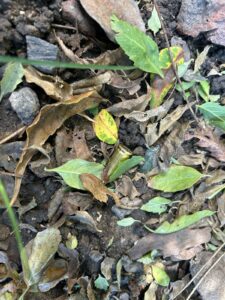 WhatsApp Image 2025-04-20 at 12.37.28 (1)