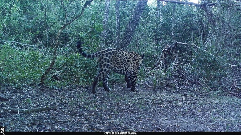 WhatsApp Image 2025-05-13 at 17.35.50