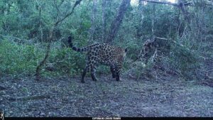 WhatsApp Image 2025-05-13 at 17.35.50