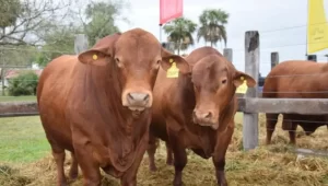 vacas-toros-remates-braford-brangus-1-medium-size