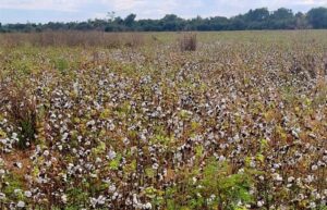 WhatsApp Image 2025-06-18 at 08.07.16