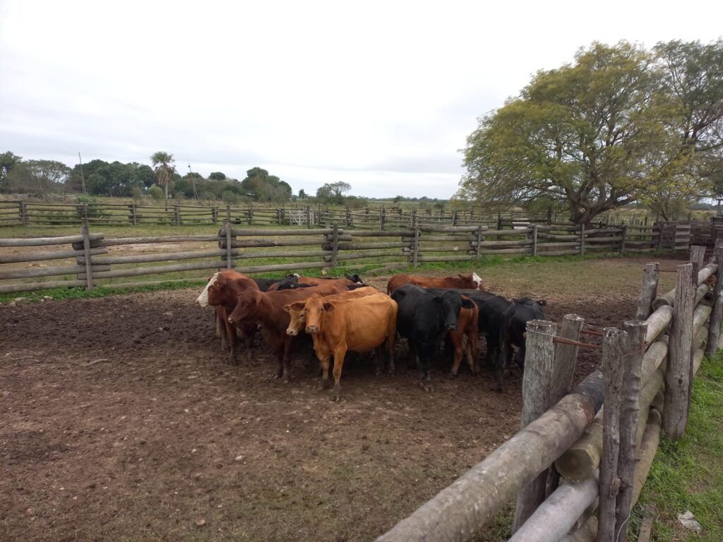 WhatsApp Image 2025-06-29 at 17.23.08 (1)