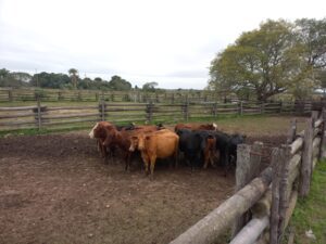 WhatsApp Image 2025-06-29 at 17.23.08 (1)