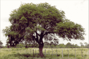 FIGURA-1-Arbol-de-Prosopis-alba-Chaco-Argentina