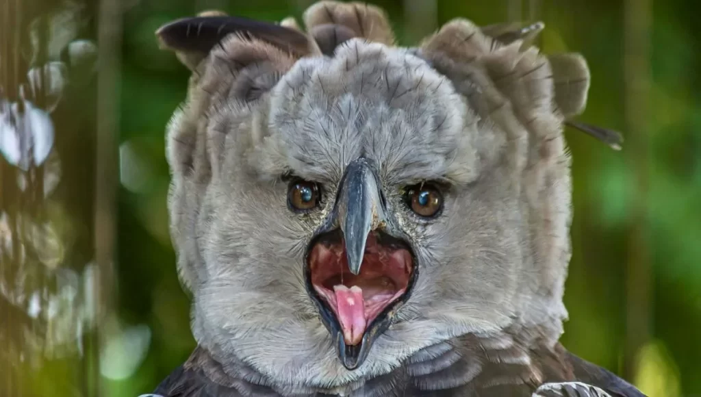 aguila-1