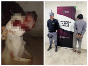 perro hdp
