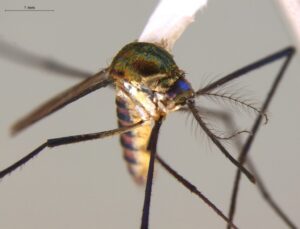Adulto-hembra-Sabethes-1024x783