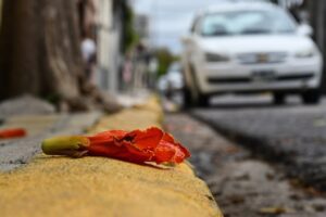 Tulipanero-AFRICANO-03-1-1024x682